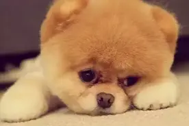 狗狗到底要不要断尾？ 看着也觉得痛呀图片