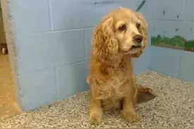 年老的可卡犬被抛弃，看着主人牵着幼小的拉不拉多走了，很心酸图片
