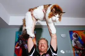 号称世界上最最最大的猫！›我觉得...我要...窒息了....这真的不是狮子吗？图片