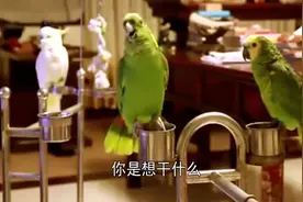 鹦鹉对另一只鹦鹉唱情歌，网友：难怪单身，活着还不如一只鸟视频封面