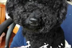 “小二”丢了，宿迁一爱犬的主人两天不吃不喝图片