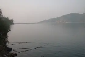 钓回来一条鱼，不敢吃！好像加长版的黄颡图片