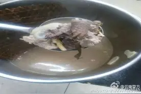 保山腾冲一餐馆烹食穿山甲   残忍！可恶！图片