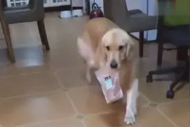 看见果宝生病的样子，宾利实在不忍心，狗狗的做法好暖啊视频封面
