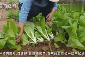 田园晓月种快菜有窍门，这样种柔嫩好吃，长得快，20多天收获