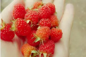 山区常见的一种野果刺泡子 小时候小伙伴们经常吃图片