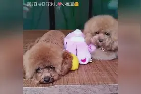 狗狗娘俩想出去玩，就这样一直盯着妈咪看，好捉急图片