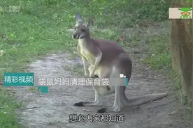 袋鼠宝宝在保育袋“排泄”后，袋鼠妈妈如何将排泄物清理出来视频封面