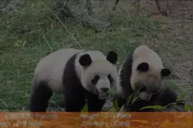 10个世界上最大的熊视频封面
