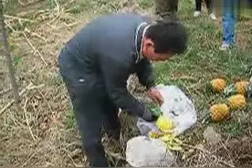 菠萝大王快削菠萝实录图片