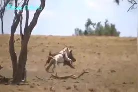 比特斗牛犬的训练视频，这弹跳和撕咬能力真不是盖的！图片