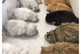 同时养12只猫是什么体验？图片