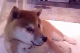 柴犬的那些妖娆姿势，请问约吗？图片