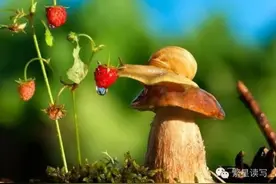 蜗牛会爱上野草莓吗？看完你才会明白！图片