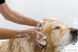 上班族没有足够时间，如何好好的养一只健康小狗？图片