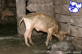 农村人养猪，最怕这几件事！图片