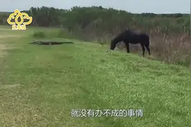 螃蟹围攻鸟巢，不幸被海鸟反杀，为逃命竟自断手臂视频封面