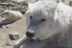 阿根廷杜高犬大战狼，谁的战斗力略胜一筹？视频封面