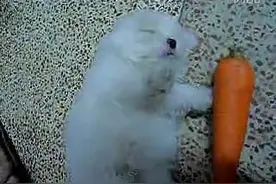 睡觉装死唤不醒的小泰迪犬，主人拿它没办法，大家快来出出主意图片