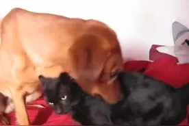 猫咪被狗狗舔得生无可恋，一脸嫌弃的样子却又打不过人家图片