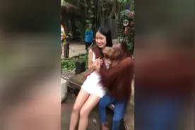 小编朋友去泰国，遭到红毛猩猩惨无人道的对待视频封面