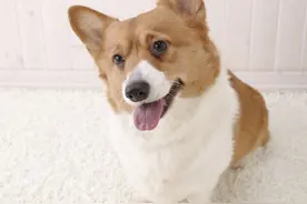 写给萌犬的歌图片