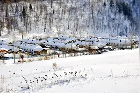 这个冬天来雪村穿林海 赏美景图片