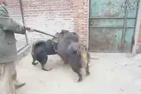 藏獒厮杀战图片