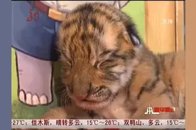 东北虎产下四胞胎，狗妈妈帮助喂奶，场面温馨图片