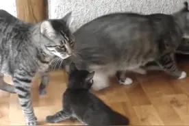 几只调皮的小猫崽打闹，惹猫妈生气了，猫妈脾气可不小呢！图片