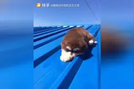可怜的狗狗真担心掉下来，这音乐配的也是醉了，心疼宝宝图片