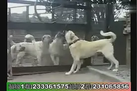 世界猛犬排名第一土耳其坎高犬图片