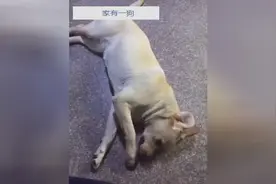 笨汪别咬坏了，这袜子还要留给你孩子穿，狗狗好可怜呀！图片