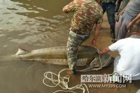 同江渔民捕获370斤重鲟鳇鱼图片