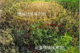 除草剂正确使用技术方法图片