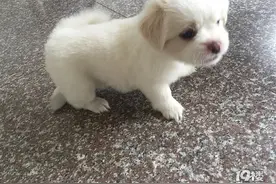 我的狗狗去了另一个世界，我也曾犹豫过该不该带它回家图片