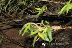 当放生变成一场生存游戏图片