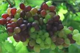 夏季马上就过去了，葡萄吃够了吗？图片