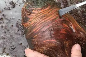 直播打磨崖柏原料全过程，这简直是强迫症患者的福利!图片