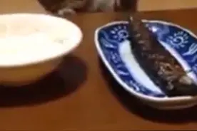 猫咪偷小鱼干被主人发现了，可是它实在太想吃了，于是。。图片
