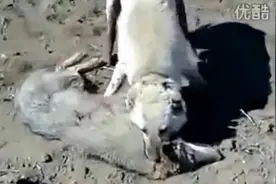 实拍坎高犬将狼活活咬死图片
