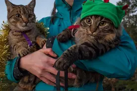 孤苦无依的两只小猫，遇上主人后生活变得超热血了图片