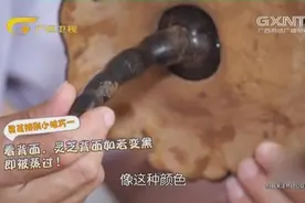 只需两招学会如何分辨真假灵芝，用其与鸡搭配看着就让人流口水视频封面