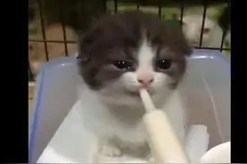 小奶猫一口气喝光所有的牛奶，眼睛都不眨一下图片
