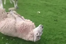 逗比羊GIF:你以为我是书里的温顺小羊啊，再惹我试试图片
