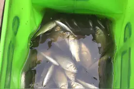 钓鱼没做好心理准备，爆护了怎么办图片