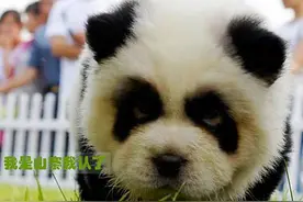 把宠物狗染成熊猫，牵出去不要太拉风好不好！图片