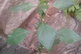 林银花说清热解毒草——狗肝草图片