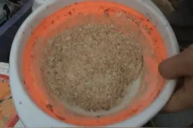 第一次台钓竿，第一次爆护！老鬼饵料钓鳊鱼图片
