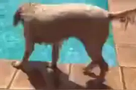 狗狗的球掉进了泳池，但是它又不敢游过去捡，犹豫了好久，最后图片